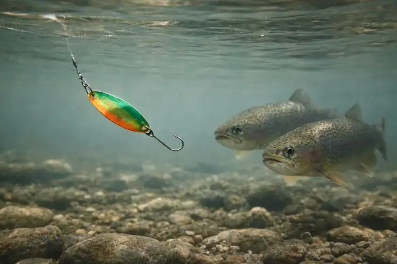 forellen-spoon-jagd-unterwasser-inhalts-section Zwei Forellen verfolgen einen Spoon unter Wasser – Forellenspoons im natürlichen Jagdverhalten