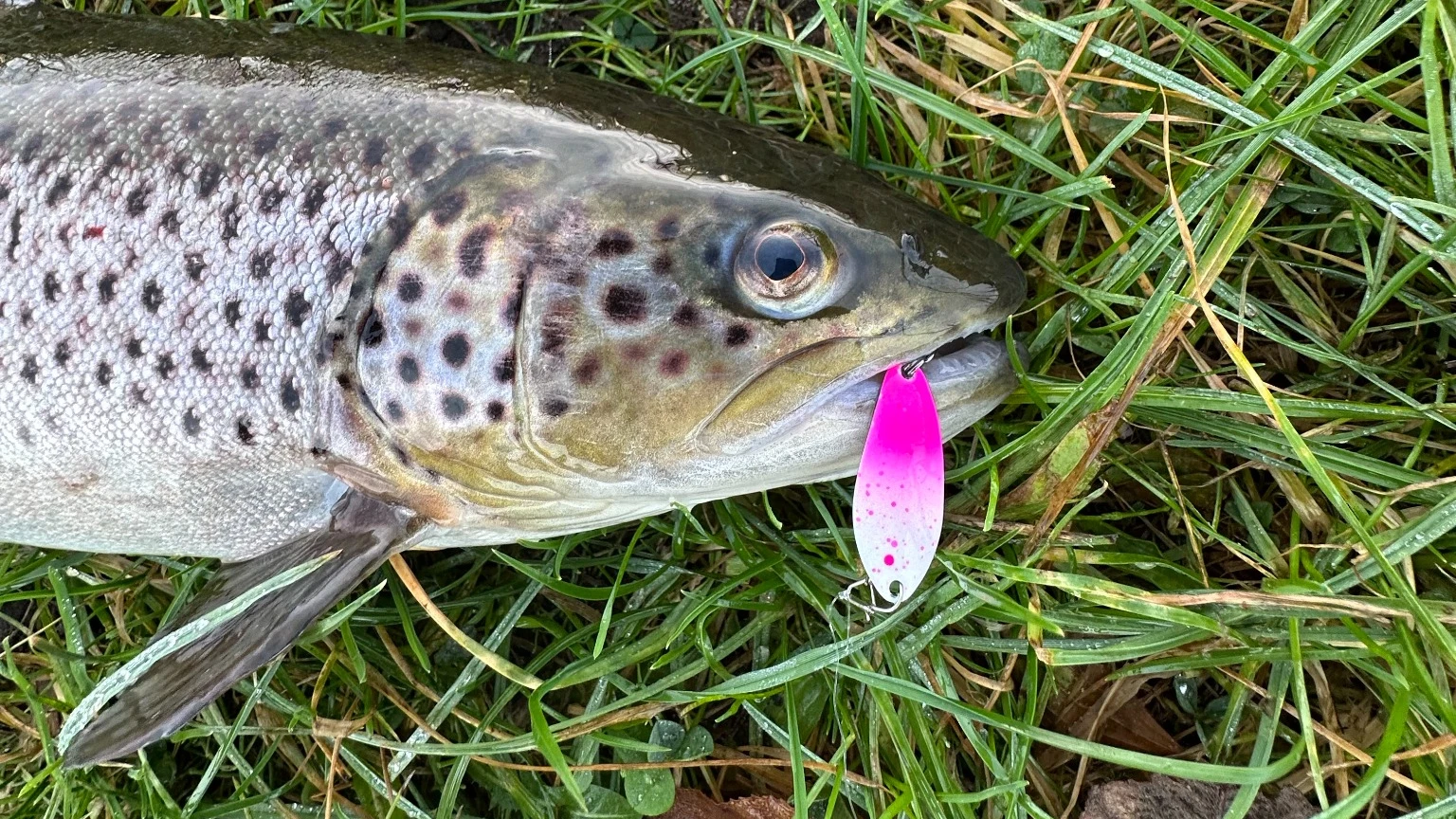 Bachforelle gefangen auf pink weißen Forellen Spoon Köder im Gras liegend mit eingehaktem Spoon im Maul