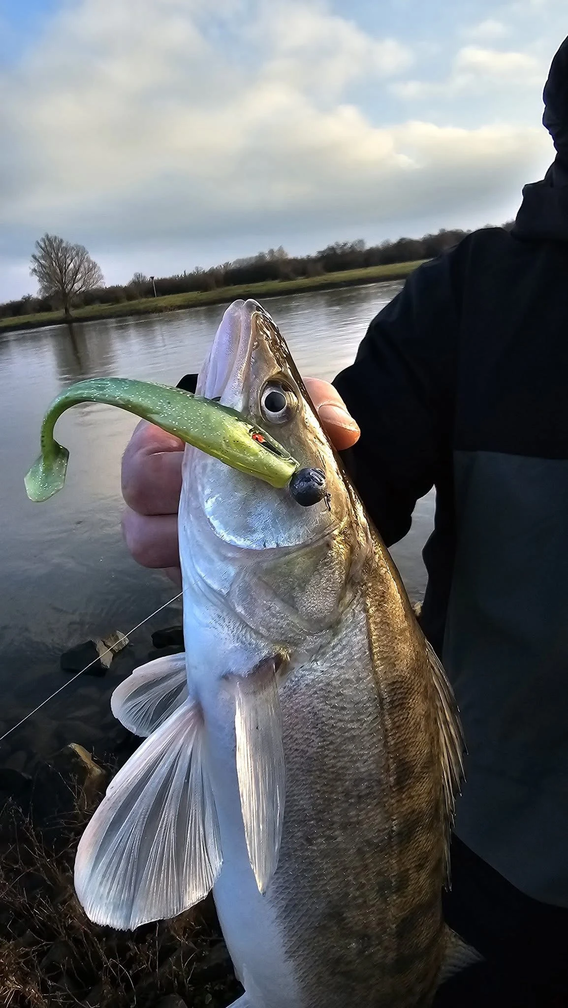Zander am Ufer mit grünem Gummifisch und Jigkopf im Maul.