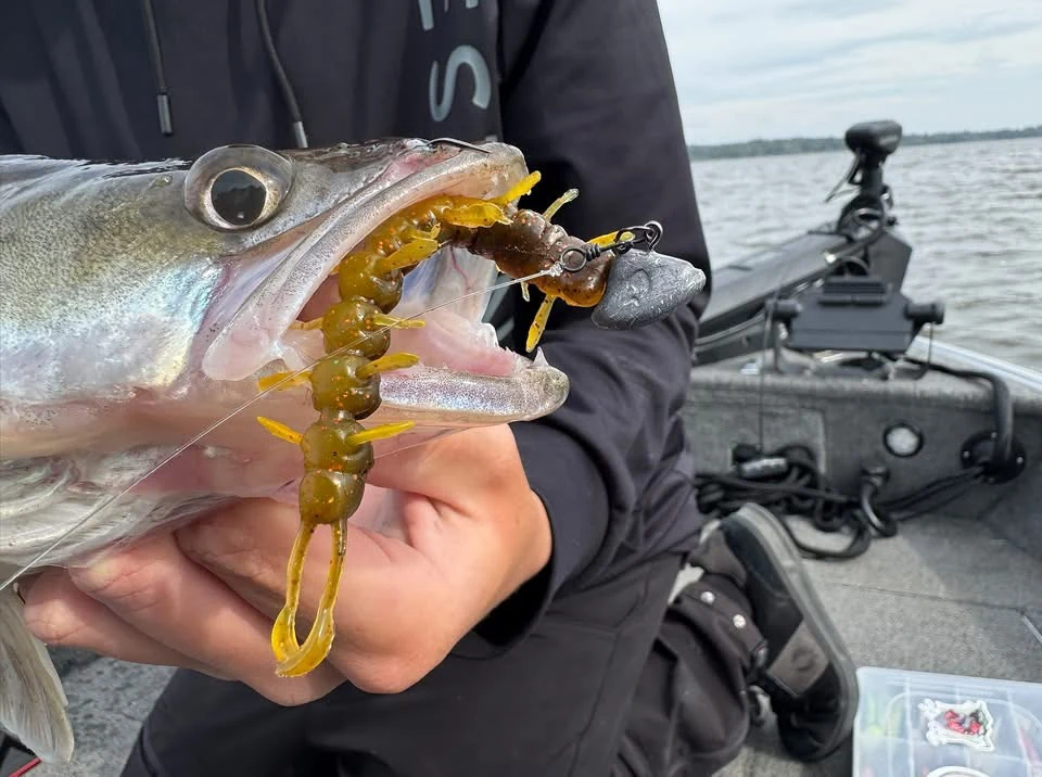 Zander mit grünlich-braunem Gummiköder und Jigkopf im Maul auf einem Boot.