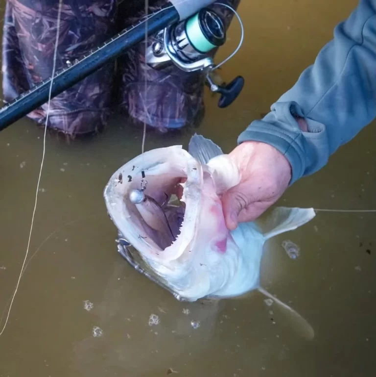 Zanderartiger Raubfisch mit grauem Gummifisch und Angelrute im Wasser.