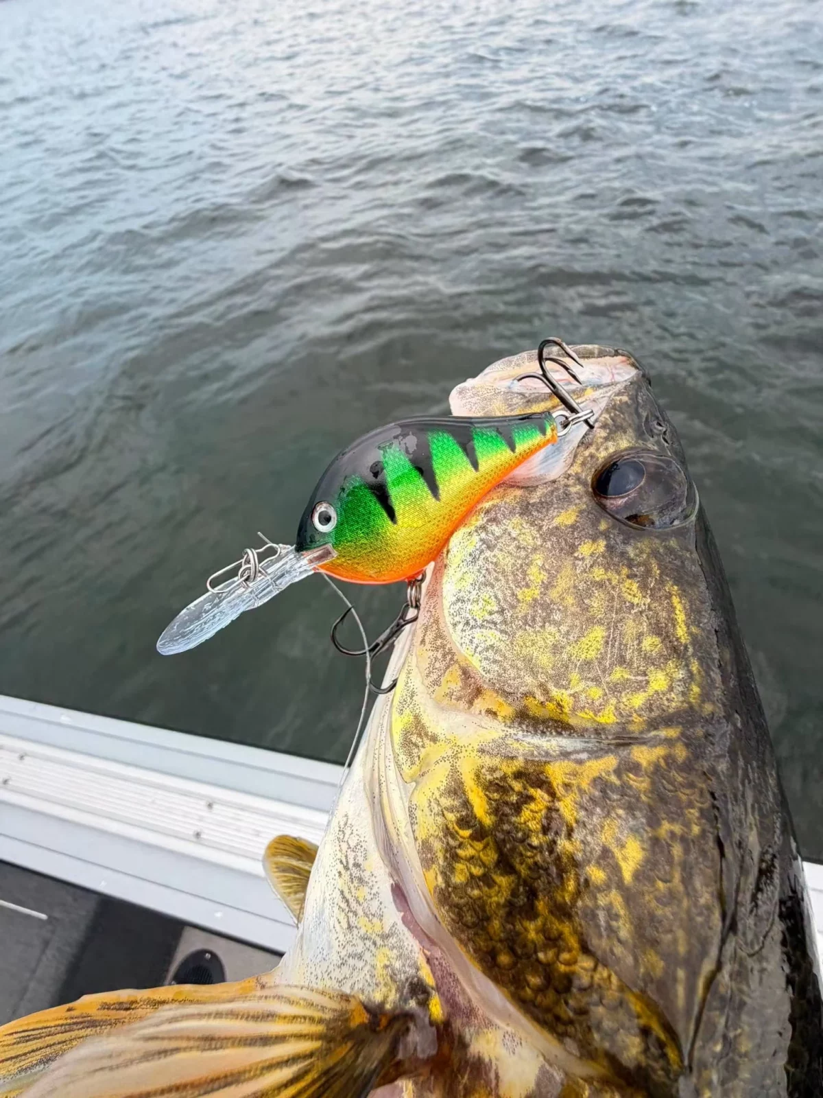 Zanderartiger Raubfisch mit grün-orangefarbenem Crankbait am Boot.