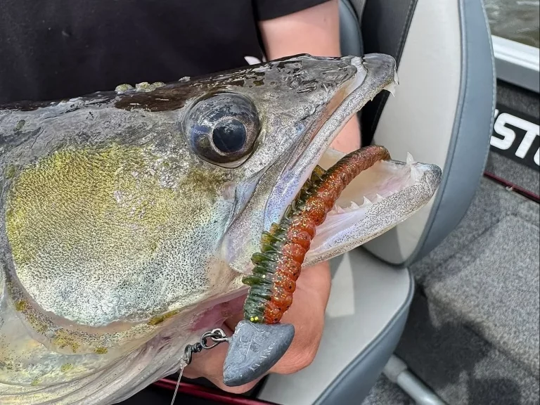 Zanderartiger Raubfisch mit geripptem Gummiköder am Jigkopf im geöffneten Maul.
