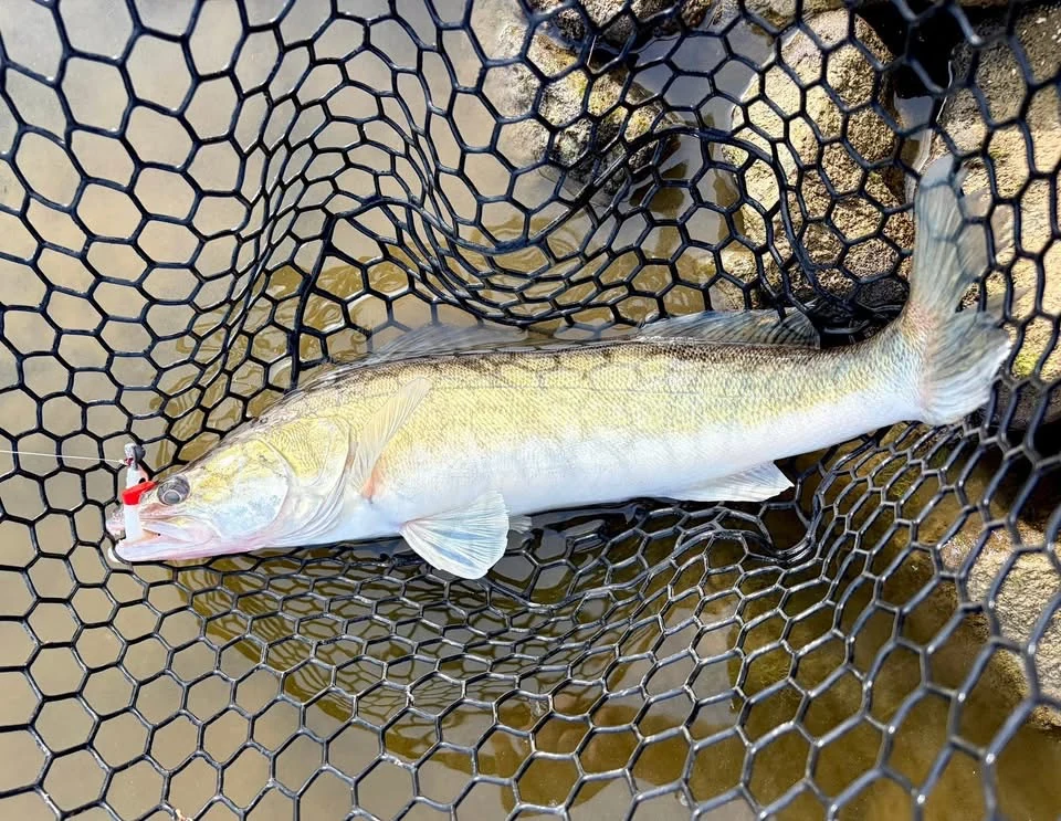 Zanderartiger Raubfisch im schwarzen Kescher mit kleinem Köder am Maul.