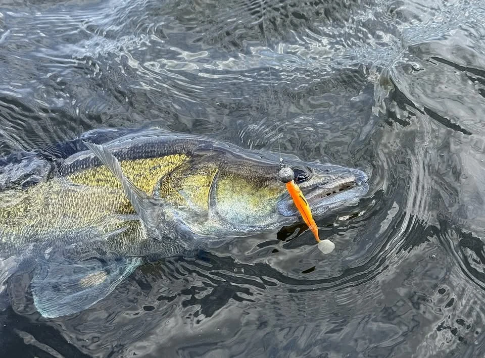 Zanderartiger Raubfisch mit orangefarbenem Gummiköder am Jigkopf liegt im bewegten Wasser.