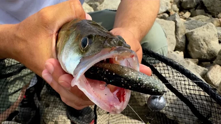 Zanderartiger Raubfisch mit schwarzem glitzerndem Gummifisch im Maul.