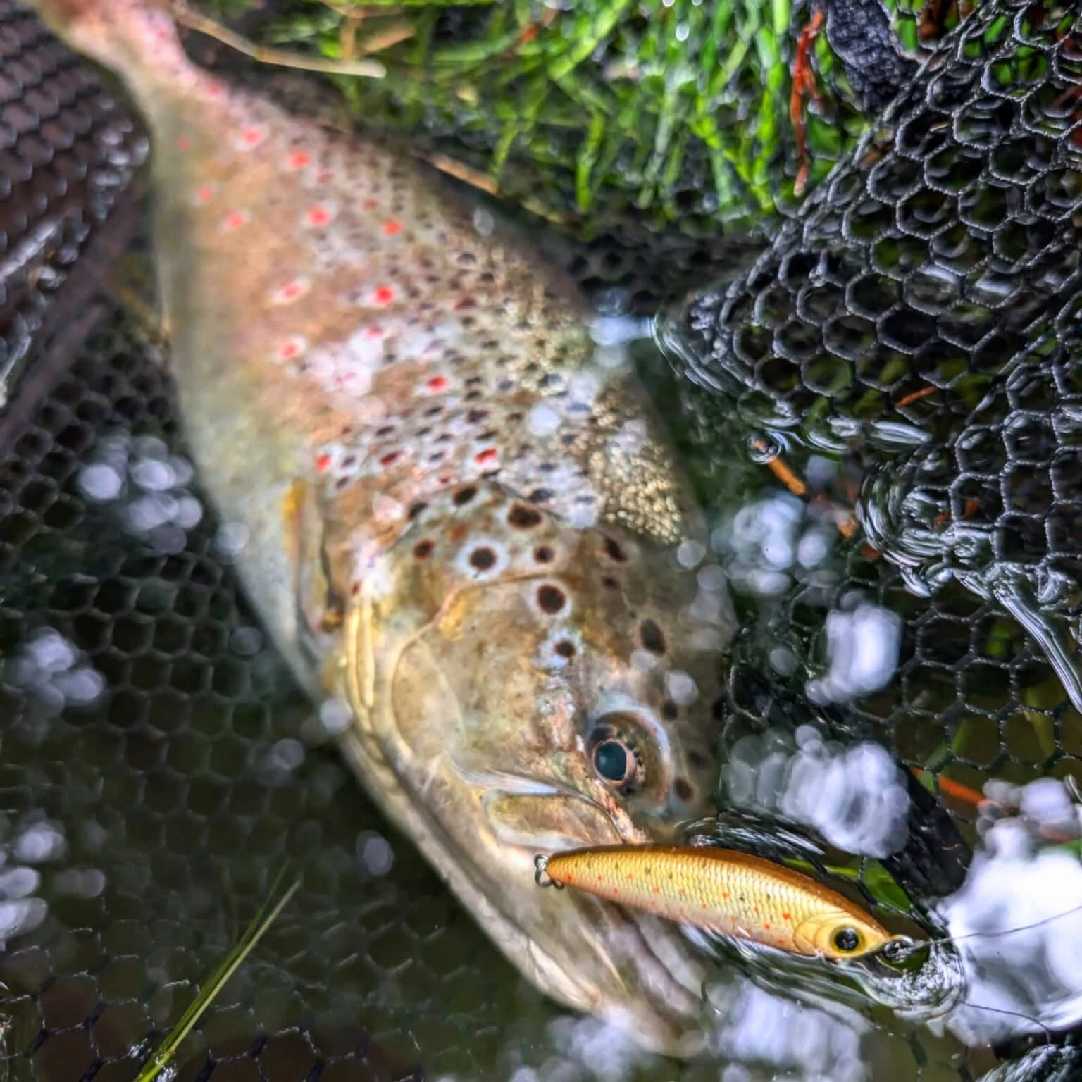 Bachforelle im Kescher mit naturfarbenem Minnow-Wobbler