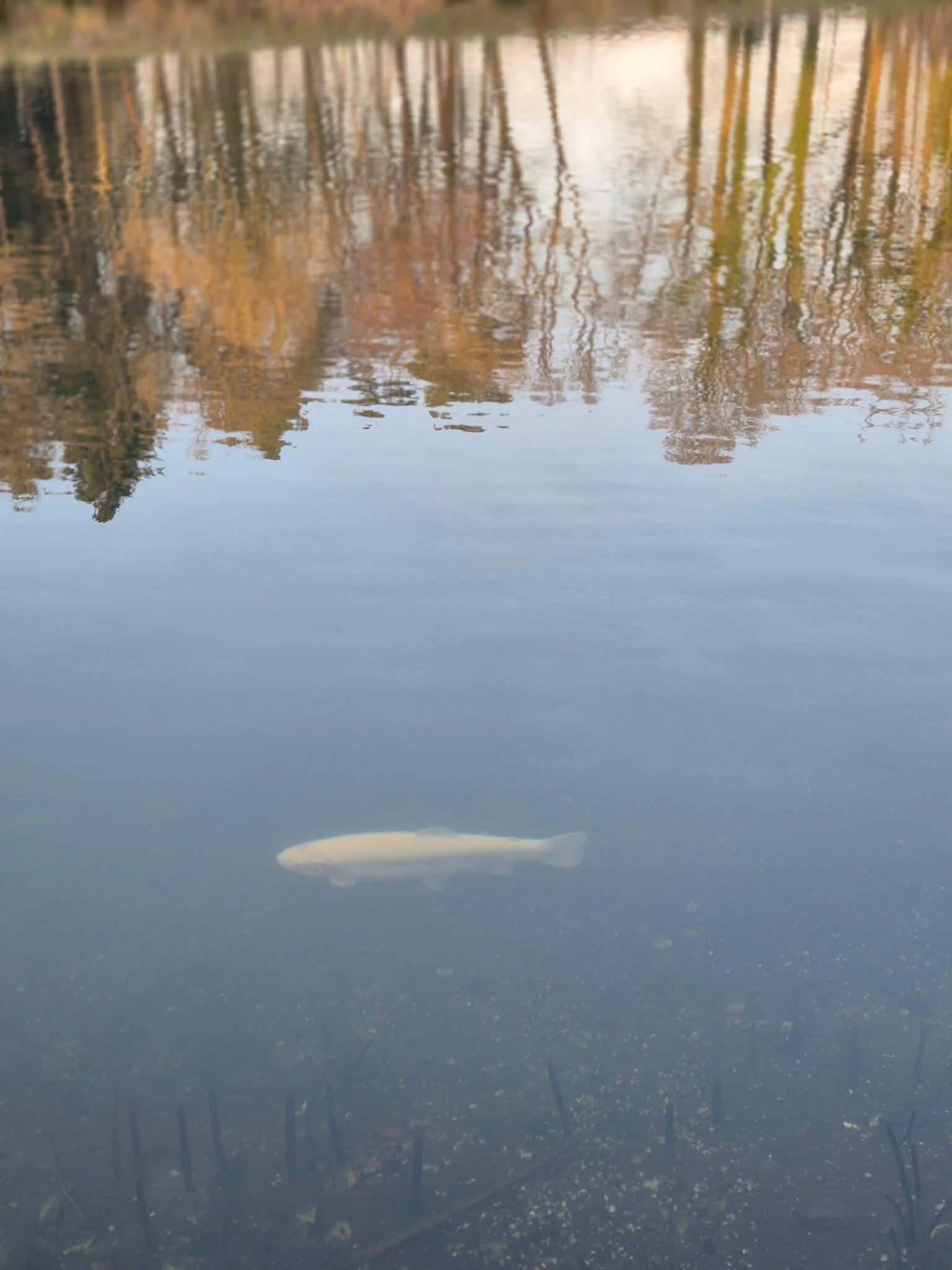 Fisch unter Wasser im Teich
