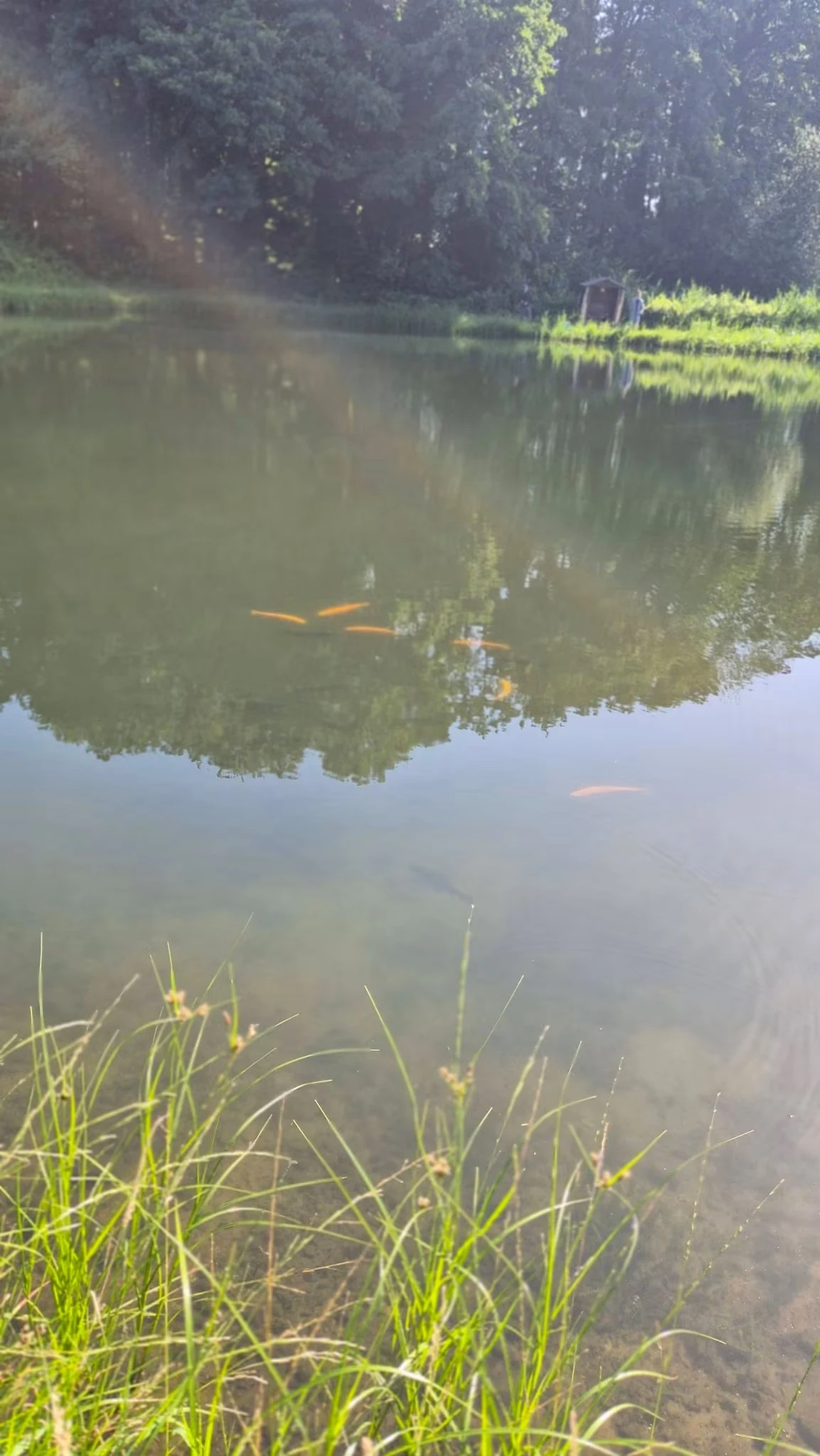 Ruhiger Forellenteich mit Fischen in Ufernähe